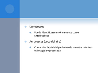 

Lactococcus




Puede identificarse erróneamente como
Enterococcus

Aerococcus (coco del aire)


Contamina la piel del paciente o la muestra mientras
es recogida y procesada.

 