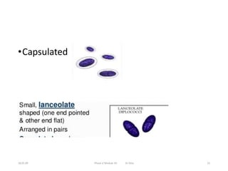Strep Encapsulated Streptococcus ldentification | PPTX