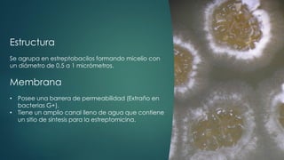 Estructura
Se agrupa en estreptobacilos formando micelio con
un diámetro de 0.5 a 1 micrómetros.
Membrana
• Posee una barrera de permeabilidad (Extraño en
bacterias G+).
• Tiene un amplio canal lleno de agua que contiene
un sitio de síntesis para la estreptomicina.
 