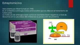 Estreptomicina
Descubierta por Albert Schatz en 1943.
Es un antibiótico aminoglucósido-aminociclitol que se utiliza en el tratamiento de
tuberculosis.
La molécula de aminoglucósido actúa en bacterias Gram negativas a nivel de
ribosomas en la subunidad 30S inhibiendo la producción de proteínas.
 