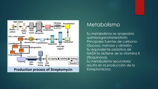 Metabolismo
Su metabolismo es anaerobio
quimioorganoheterótrofo
Principales fuentes de carbono:
Glucosa, manosa y almidón.
Su equivalente oxidativo de
NADH lo obtiene de la vitamina K
(filoquinona).
Su metabolismo secundario
resulta en la producción de la
Estreptomicina.
 