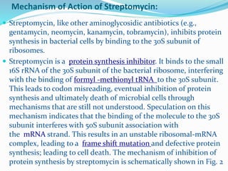 Mechanism of Action of Streptomycin:
 Streptomycin, like other aminoglycosidic antibiotics (e.g.,
gentamycin, neomycin, kanamycin, tobramycin), inhibits protein
synthesis in bacterial cells by binding to the 30S subunit of
ribosomes.
 Streptomycin is a protein synthesis inhibitor. It binds to the small
16S rRNA of the 30S subunit of the bacterial ribosome, interfering
with the binding of formyl -methionyl tRNA to the 30S subunit.
This leads to codon misreading, eventual inhibition of protein
synthesis and ultimately death of microbial cells through
mechanisms that are still not understood. Speculation on this
mechanism indicates that the binding of the molecule to the 30S
subunit interferes with 50S subunit association with
the mRNA strand. This results in an unstable ribosomal-mRNA
complex, leading to a frame shift mutation and defective protein
synthesis; leading to cell death. The mechanism of inhibition of
protein synthesis by streptomycin is schematically shown in Fig. 2
 
