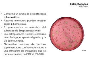 • Conforma un grupo de estreptococos
α hemolíticos.
• Algunos miembros pueden mostrar
cepas β hemolíticas.
• S. pneumoniae es miembro del
subgrupo de Streptococcus mitis.
• Los estreptococos viridians colonizan
la orofaringe, el aparato digestivo y la
vía genitourinaria.
• Necesitan medios de cultivo
suplementados con hemoderivados y
una atmósfera de incuvasion que se
debe aumentar con CO2 al 5%-10%
Estreptococos
viridians
 