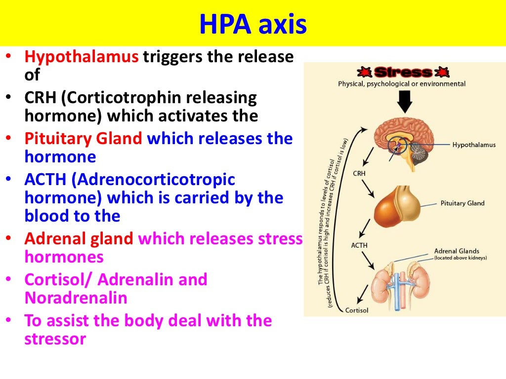 Stress & HPA axis VCE U4 Psych