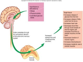Adrenal gland 
