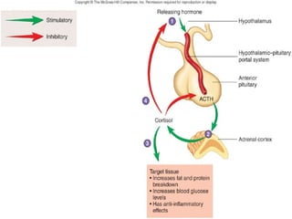 Adrenal Gland 