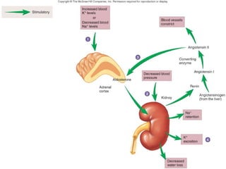 Adrenal Gland 