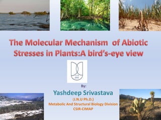 By:
Yashdeep Srivastava
(J.N.U Ph.D.)
Metabolic And Structural Biology Division
CSIR-CIMAP
 