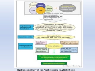 The Molecular Mechanism of Abiotic Stress in Plants:A Bird's Eye View ...