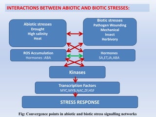 The Molecular Mechanism of Abiotic Stress in Plants:A Bird's Eye View ...