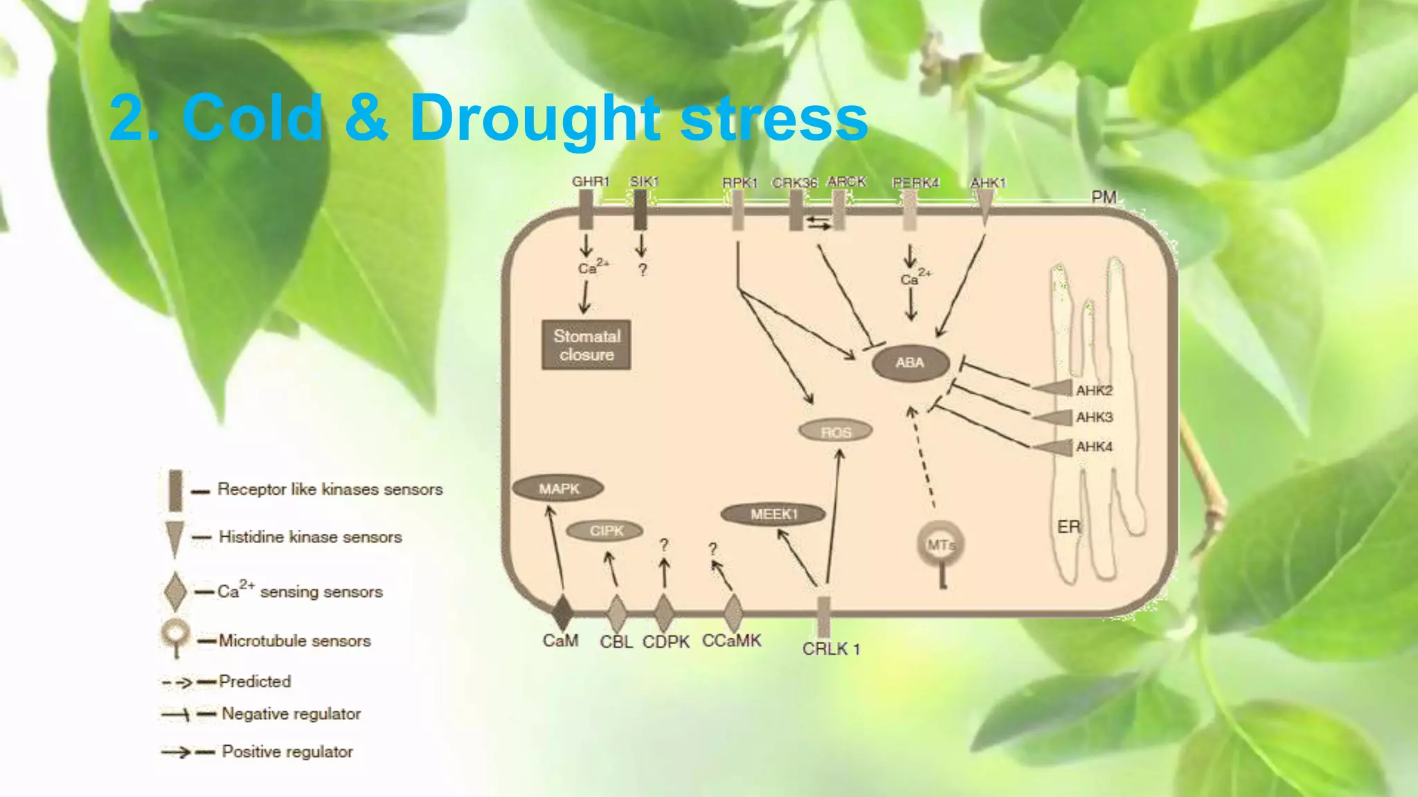 plant biotic and abiotic stress | PPTX
