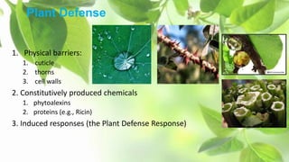 plant biotic and abiotic stress | PPTX