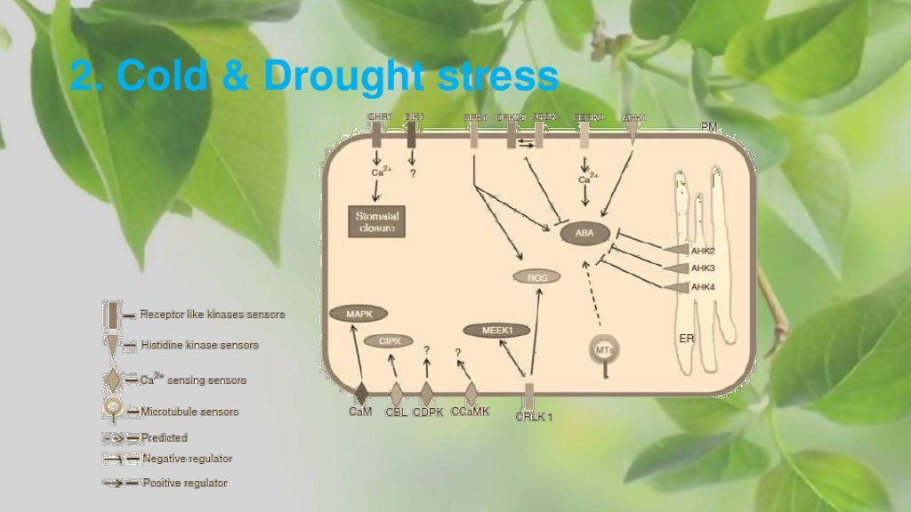 plant biotic and abiotic stress