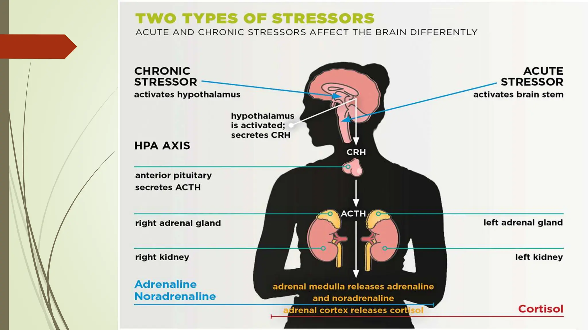 How Stress Affects Health