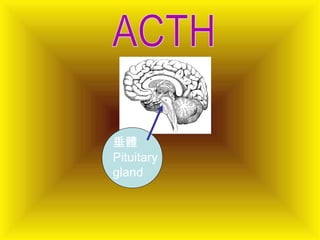 垂體
Pituitary
gland
 