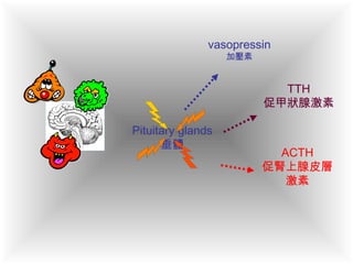 Pituitary glands
垂體
vasopressin
加壓素
TTH
促甲狀腺激素
ACTH
促腎上腺皮層
激素
 