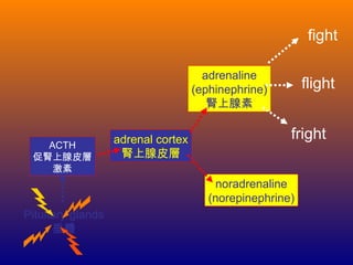 ACTH
促腎上腺皮層
激素
adrenal cortex
腎上腺皮層
adrenaline
(ephinephrine)
腎上腺素
fight
flight
fright
noradrenaline
(norepinephrine)
Pituitary glands
垂體
 