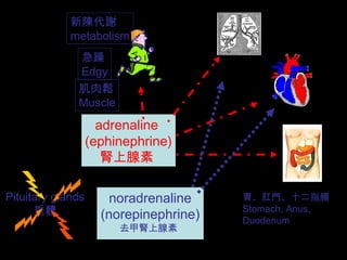 noradrenaline
(norepinephrine)
adrenaline
(ephinephrine)
腎上腺素
Pituitary glands
垂體
去甲腎上腺素
胃、肛門、十二指腸
Stomach, Anus,
Duodenum
新陳代謝
metabolism
急躁
Edgy
肌肉鬆
Muscle
 