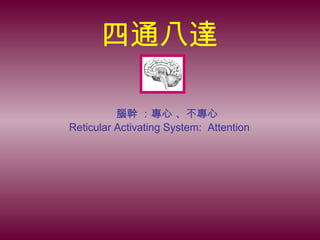 四通八達
腦幹 ：專心 、不專心
Reticular Activating System: Attention
 