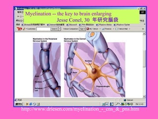 http://www.driesen.com/myelination_-_cns_&_pns.htm
Myelination -- the key to brain enlarging
Jesse Conel, 30 年研究腦袋
 