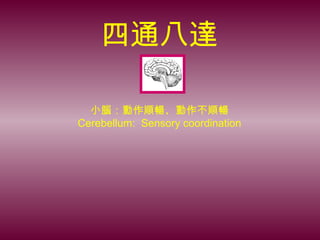 四通八達
小腦：動作順暢、動作不順暢
Cerebellum: Sensory coordination
 