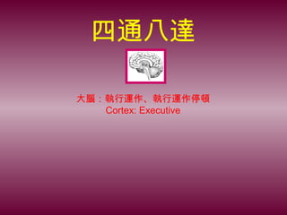 四通八達
大腦：執行運作、執行運作停頓
Cortex: Executive
 