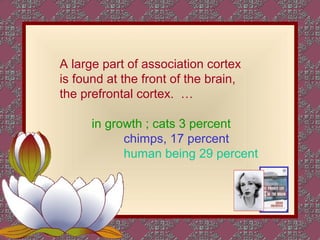 A large part of association cortex
is found at the front of the brain,
the prefrontal cortex. …
in growth ; cats 3 percent
chimps, 17 percent
human being 29 percent
 