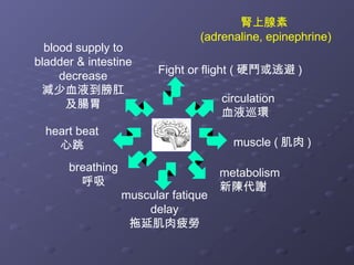 腎上腺素
(adrenaline, epinephrine)
Fight or flight ( 硬鬥或逃避 )
muscle ( 肌肉 )
metabolism
新陳代謝
heart beat
心跳
breathing
呼吸
muscular fatique
delay
拖延肌肉疲勞
blood supply to
bladder & intestine
decrease
減少血液到膀肛
及腸胃 circulation
血液巡環
 