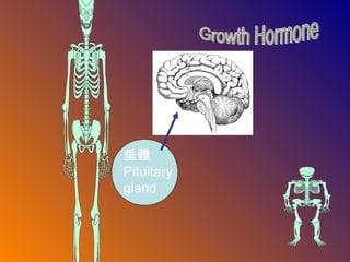 垂體
Pituitary
gland
 