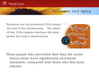 Telomeres and Aging Telomeres are the protective DNA complex at the end of the chromosome.  The destruction of this DNA complex shortens life span and  speeds the body’s deterioration.  Those people who perceived that they are under heavy stress have significantly shortened telomeres, compared with those who feel more relaxed. 