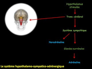 Hypothalamus
     stimulée


   Tronc cérébral




Système sympathique




 Glandes surrénales
 