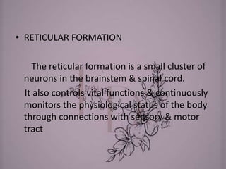 • RETICULAR FORMATION
The reticular formation is a small cluster of
neurons in the brainstem & spinal cord.
It also controls vital functions & continuously
monitors the physiological status of the body
through connections with sensory & motor
tract
 