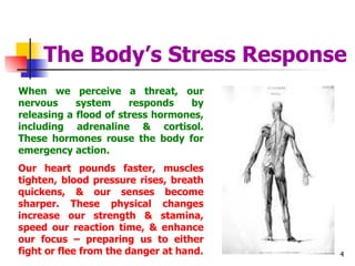 The Body’s Stress Response When we perceive a threat, our nervous system responds by releasing a flood of stress hormones, including adrenaline & cortisol. These hormones rouse the body for emergency action. Our heart pounds faster, muscles tighten, blood pressure rises, breath quickens, & our senses become sharper. These physical changes increase our strength & stamina, speed our reaction time, & enhance our focus – preparing us to either fight or flee from the danger at hand. 