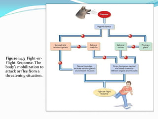 Figure 14.3 Fight-or-
Flight Response. The
body’s mobilization to
attack or flee from a
threatening situation.
 