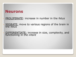 Neurons
• PROLIFERATE: increase in number in the fetus
• MIGRATE: move to various regions of the brain in
the fetus
• DIFFERENTIATE: increase in size, complexity, and
functioning in the infant
 