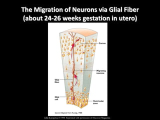 The Migration of Neurons via Glial Fiber
(about 24-26 weeks gestation in utero)
John Karapelou/©1998. Reprinted with permission of Discover Magazine.
 