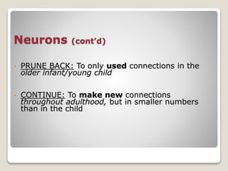 Neurons (cont’d)
• PRUNE BACK: To only used connections in the
older infant/young child
• CONTINUE: To make new connections
throughout adulthood, but in smaller numbers
than in the child
 