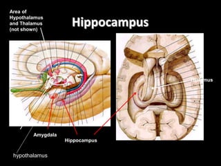 Hippocampus
Pituitary
Hippocampus
Amygdala
hypothalamus
Thalamus
Area of
Hypothalamus
and Thalamus
(not shown)
 