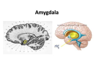 Amygdala
 