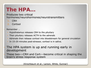 The HPA…
• Produces two critical
hormones/neurohormones/neurotransmitters
1. CRH
2. Cortisol
• Remember …
• Hypothalamus releases CRH to the pituitary
• Then pituitary releases ACTH to the adrenals
• Adrenals then release cortisol into bloodstream for general circulation
• In 15-20 minutes post-stressor, cortisol is in saliva.
• The HPA system is up and running early in
development
• These two---CRH and Cort---become critical in shaping the
brain’s stress response system
(Kirschbaum et al.; Larson, White, Gunnar)
 