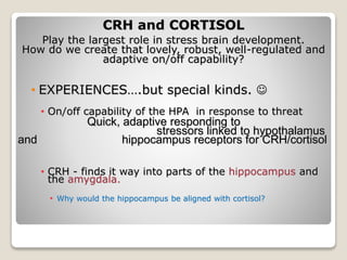 CRH and CORTISOL
Play the largest role in stress brain development.
How do we create that lovely, robust, well-regulated and
adaptive on/off capability?
• EXPERIENCES….but special kinds. 
• On/off capability of the HPA in response to threat
Quick, adaptive responding to
stressors linked to hypothalamus
and hippocampus receptors for CRH/cortisol
• CRH - finds it way into parts of the hippocampus and
the amygdala.
• Why would the hippocampus be aligned with cortisol?
 