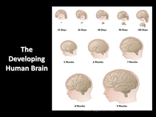 The
Developing
Human Brain
Source: Adapted from Cowan, 1979.
 