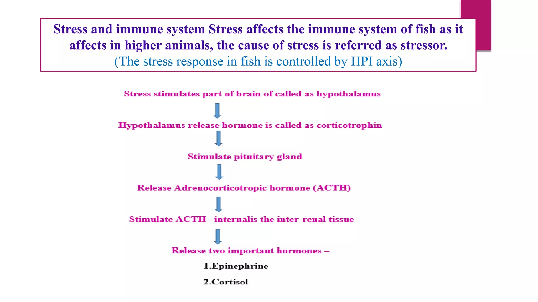 Stress and immune response in fish | PPTX
