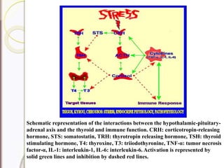 Schematic representation of the interactions between the hypothalamic-pituitary-
adrenal axis and the thyroid and immune function. CRH: corticotropin-releasing
hormone, STS: somatostatin, TRH: thyrotropin releasing hormone, TSH: thyroid
stimulating hormone, T4: thyroxine, T3: triiodothyronine, TNF-α: tumor necrosis
factor-α, IL-1: interleukin-1, IL-6: interleukin-6. Activation is represented by
solid green lines and inhibition by dashed red lines.
 