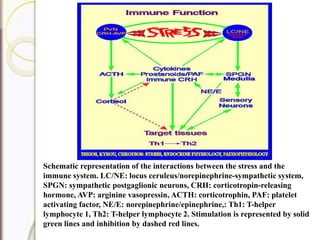 Schematic representation of the interactions between the stress and the
immune system. LC/NE: locus ceruleus/norepinephrine-sympathetic system,
SPGN: sympathetic postgaglionic neurons, CRH: corticotropin-releasing
hormone, AVP: arginine vasopressin, ACTH: corticotrophin, PAF: platelet
activating factor, NE/E: norepinephrine/epinephrine,: Th1: T-helper
lymphocyte 1, Th2: T-helper lymphocyte 2. Stimulation is represented by solid
green lines and inhibition by dashed red lines.
 