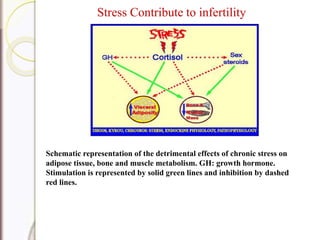 Stress Contribute to infertility
Schematic representation of the detrimental effects of chronic stress on
adipose tissue, bone and muscle metabolism. GH: growth hormone.
Stimulation is represented by solid green lines and inhibition by dashed
red lines.
 