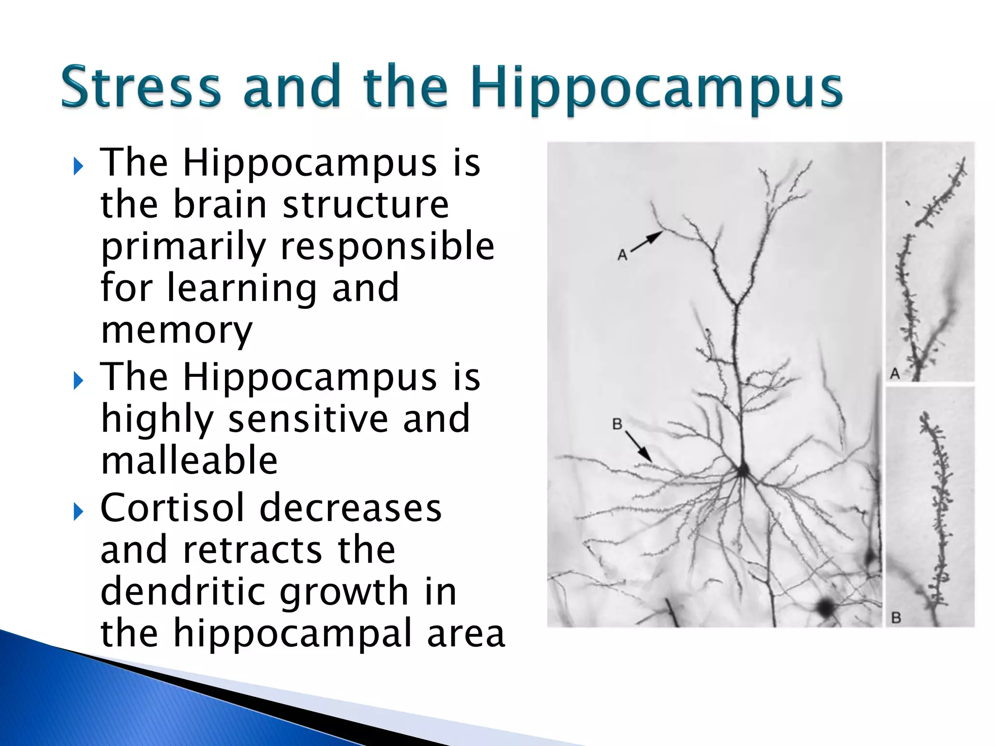    The Hippocampus is
    the brain structure
    primarily responsible
    for learning and
    memory
   The Hippocampus is
    highly sensitive and
    malleable
   Cortisol decreases
    and retracts the
    dendritic growth in
    the hippocampal area
 