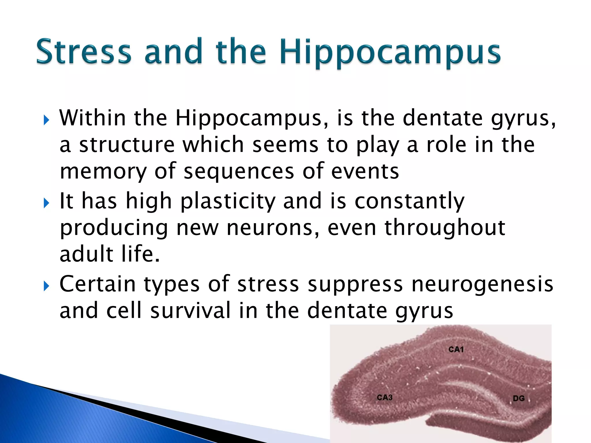    Within the Hippocampus, is the dentate gyrus,
    a structure which seems to play a role in the
    memory of sequences of events
   It has high plasticity and is constantly
    producing new neurons, even throughout
    adult life.
   Certain types of stress suppress neurogenesis
    and cell survival in the dentate gyrus
 