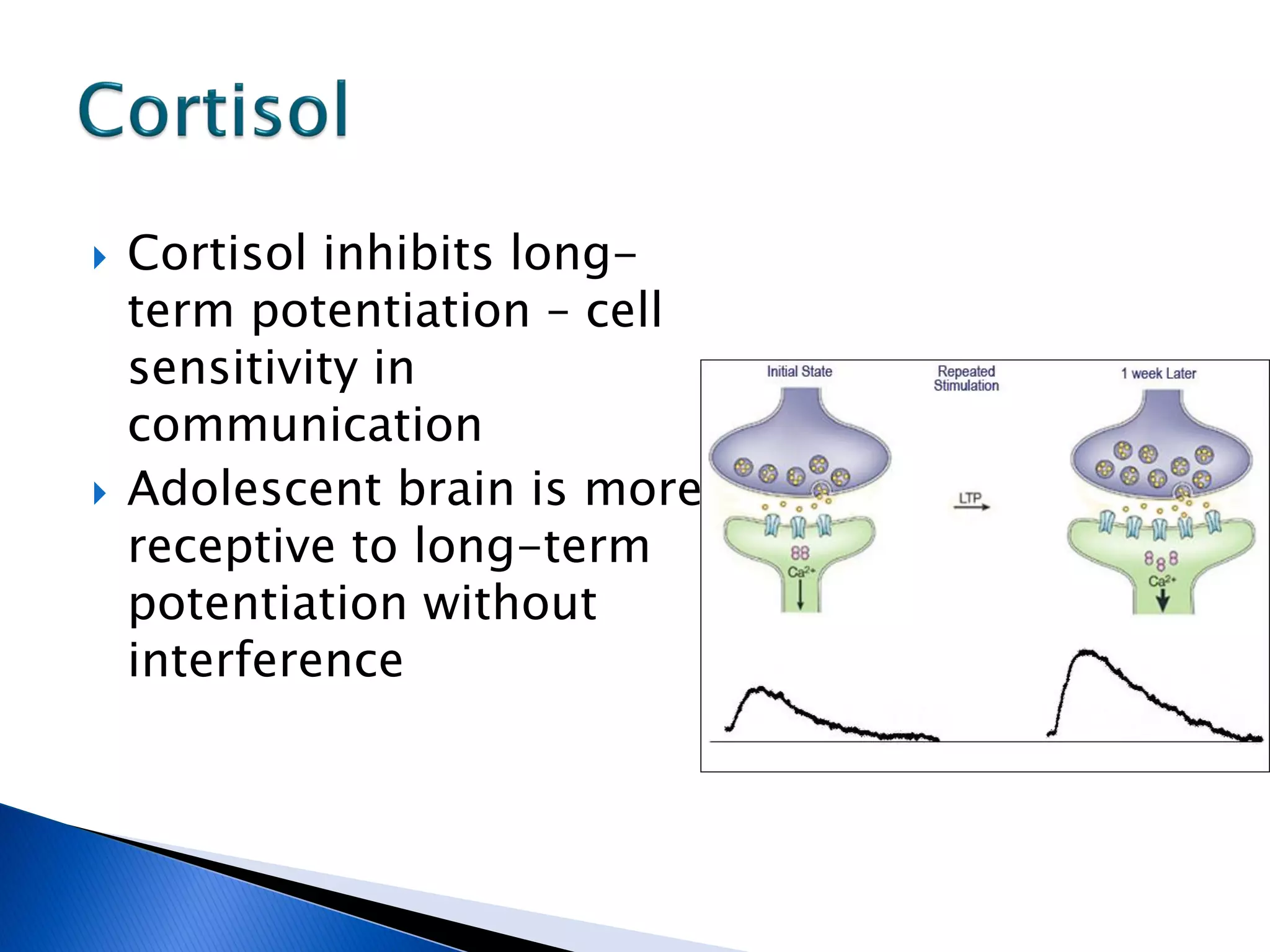    Cortisol inhibits long-
    term potentiation – cell
    sensitivity in
    communication
   Adolescent brain is more
    receptive to long-term
    potentiation without
    interference
 