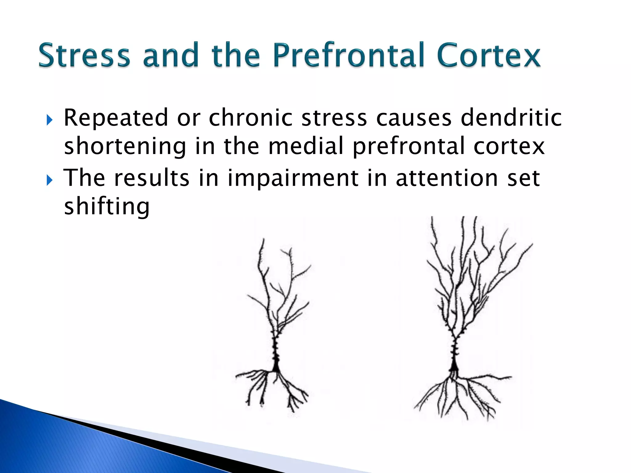    Repeated or chronic stress causes dendritic
    shortening in the medial prefrontal cortex
   The results in impairment in attention set
    shifting
 